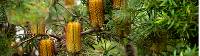 Spot native flora on your walk in the Blue Mountains |  <i>Stew Hayes</i>
